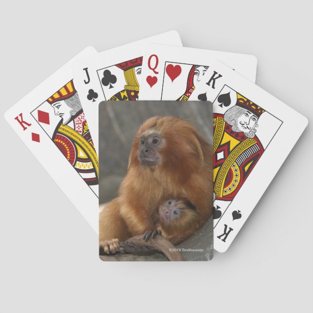 Golden Lion Tamarin with Baby Playing Cards (Back)