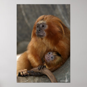 Golden Lion Tamarin with Baby Poster