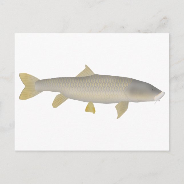 Golden Mahseer Postcard (Front)