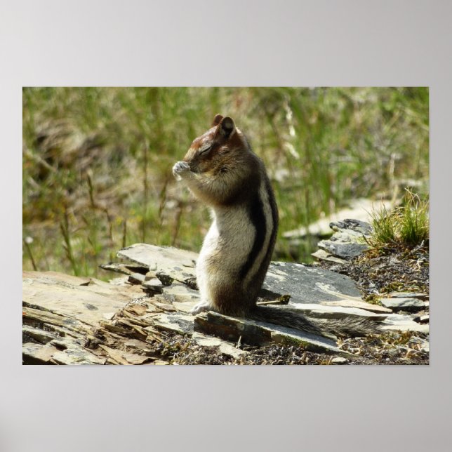 Golden-Mantled Ground Squirrel at Glacier I Poster (Front)