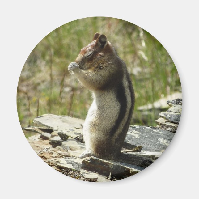 Golden-Mantled Ground Squirrel at Glacier Park Magnet (Front)