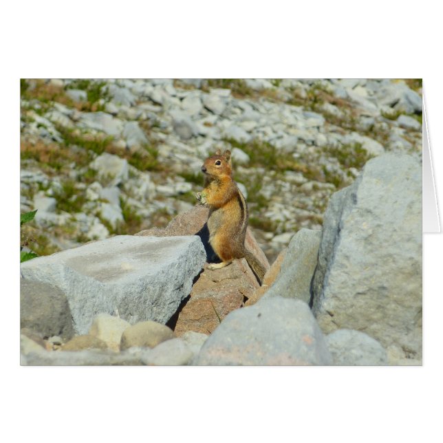 Golden-mantled Ground Squirrel at Mount Rainier (Front Horizontal)