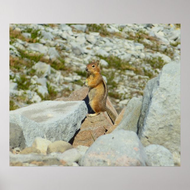 Golden-Mantled Ground Squirrel at Mount Rainier Poster (Front)
