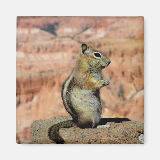 Golden Mantled Ground Squirrel Magnet (Front)