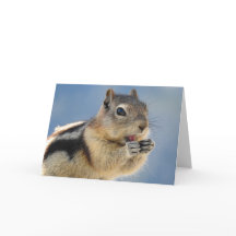 Golden Mantled Ground Squirrel Notecard