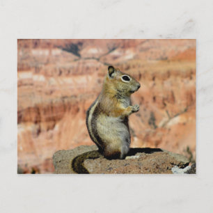 Golden Mantled Ground Squirrel Postcard