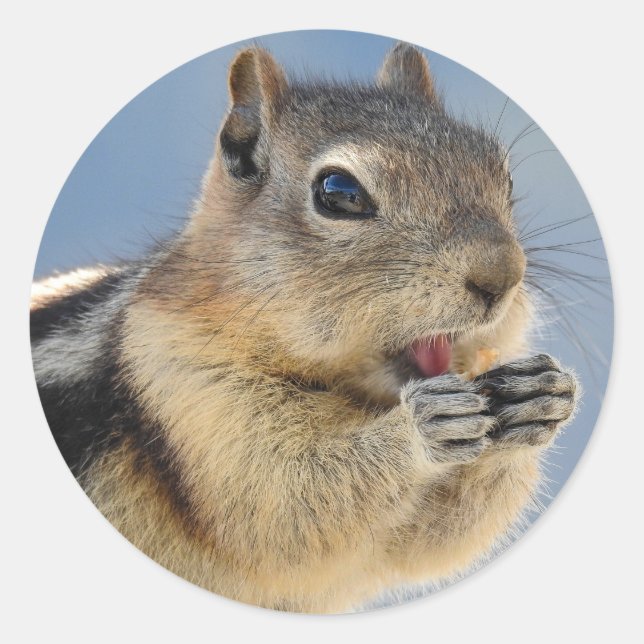 Golden Mantled Ground Squirrel Sticker (Front)