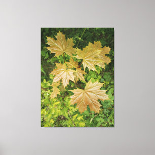 Golden maple leaves canvas print