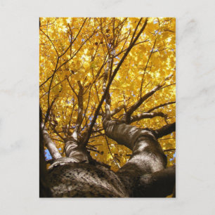 Golden Maple ~ postcard