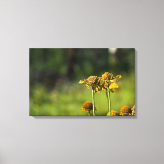 Golden Meadow Flower Canvas Print