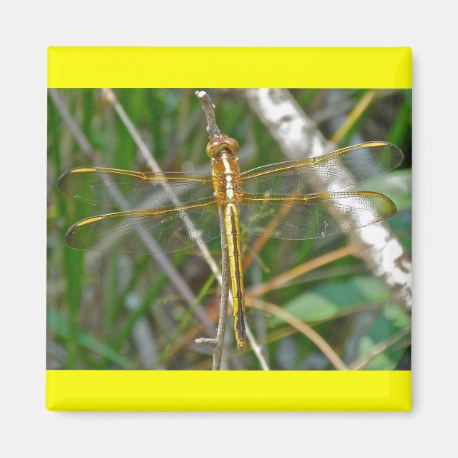 Golden Meadowhawk (Sympetrum) Dragonfly Items Magnet (Front)