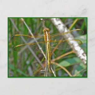Golden Meadowhawk (Sympetrum) Dragonfly Items Postcard