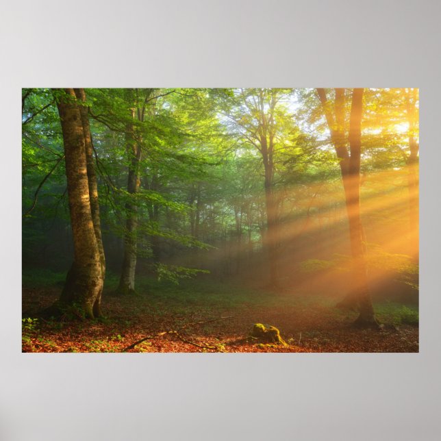 Golden Moment of Light Poster (Front)