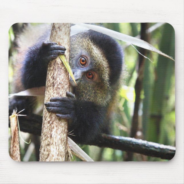Golden Monkey in African Jungle Mouse Pad (Front)