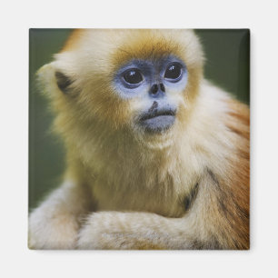 Golden monkey magnet