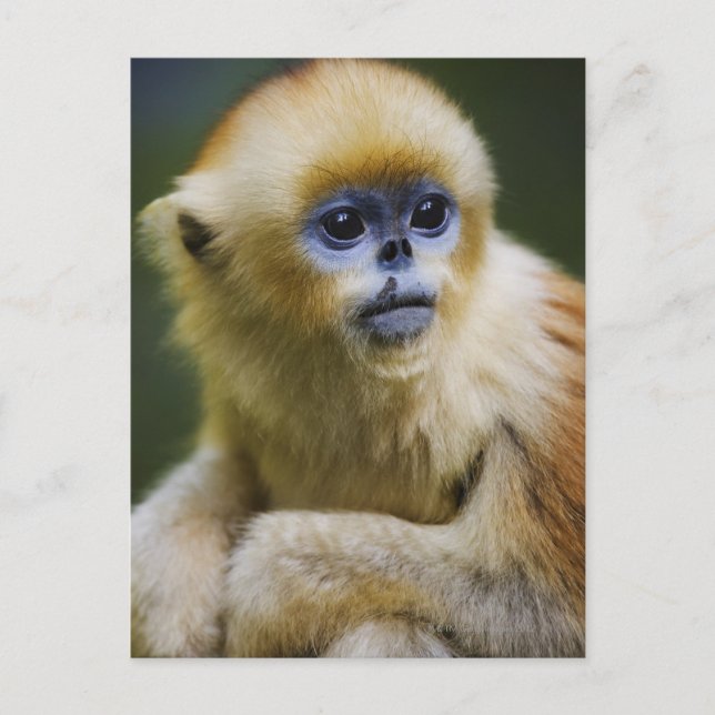 Golden monkey postcard (Front)