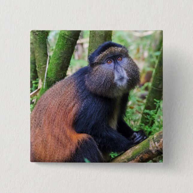 Golden Monkey, Rwanda 2 Inch Square Button (Front)