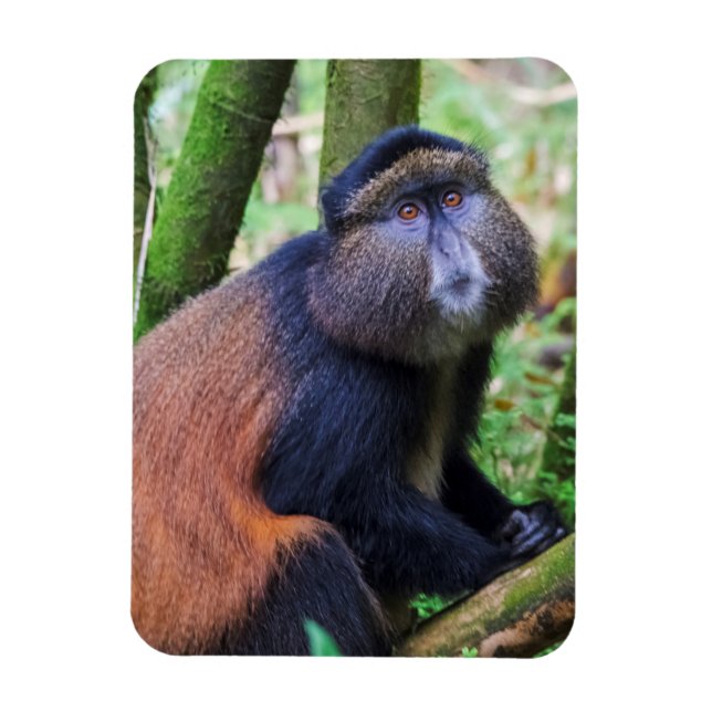 Golden Monkey, Rwanda Magnet (Vertical)