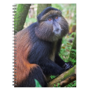 Golden Monkey, Rwanda Notebook