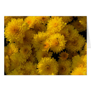 Golden Mums