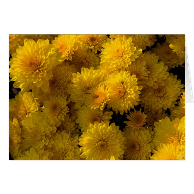 Golden Mums (Front Horizontal)