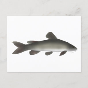 Golden Nile Catfish Postcard