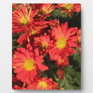 Golden,orange colour daisy flowers. plaque