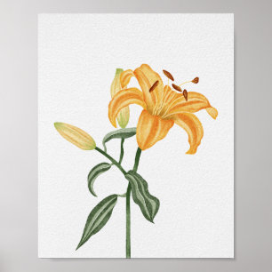 Golden Orange Lily Botanical Watercolor Flower Poster