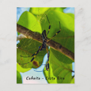 Golden Orb Spider in Cahuita Beach - Costa Rica Postcard