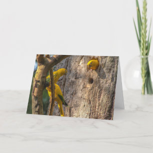 Golden Parakeet Thank You Card