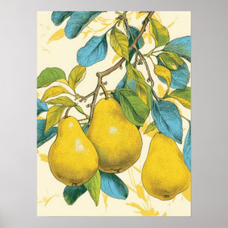 Golden Pear Poster