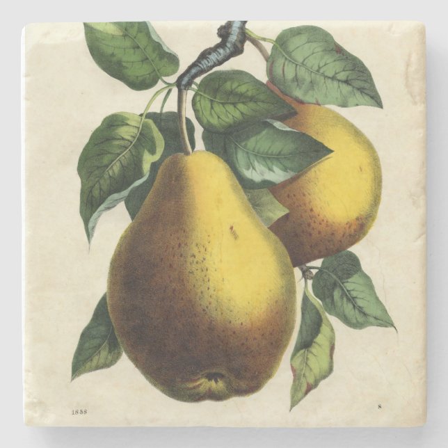 Golden Pears Square Stone Coaster (Front)