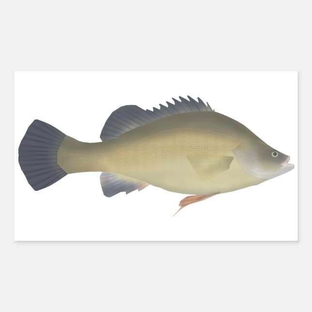 Golden Perch Sticker (Front)