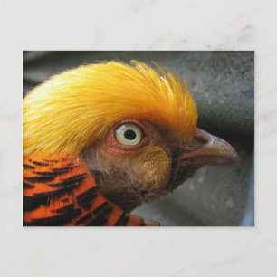 Golden Pheasant Postcard