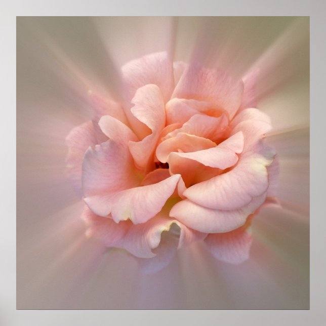 Golden pink poster (Front)