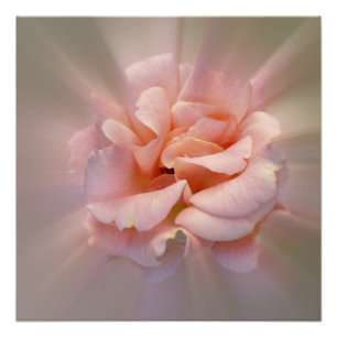 Golden pink poster