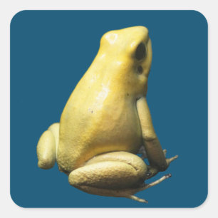 Golden Poison Frog Square Sticker