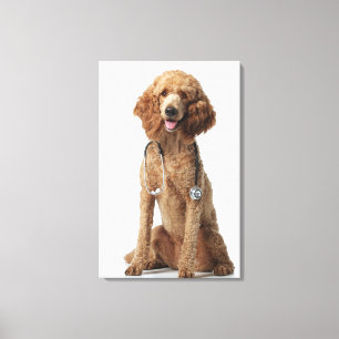 Golden Poodle Dog wearing a stethoscope Canvas Print
