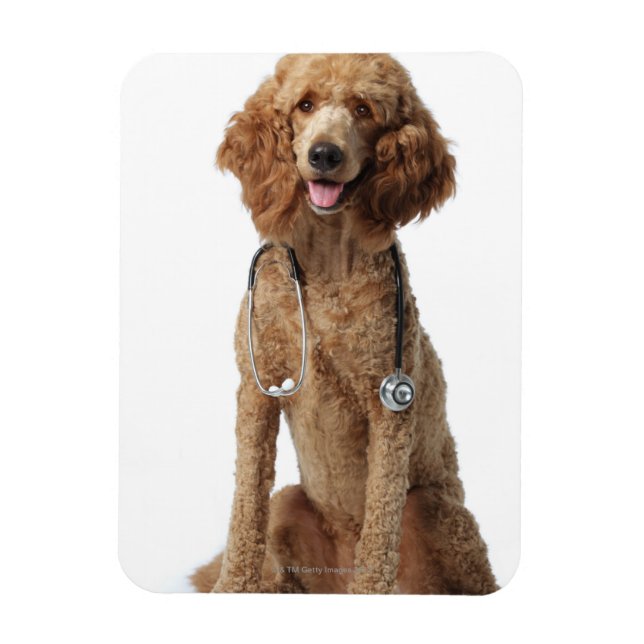 Golden Poodle Dog wearing a stethoscope Magnet (Vertical)