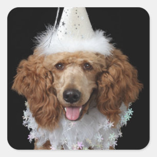 Golden Poodle Dog wearing a white clown costume Square Sticker