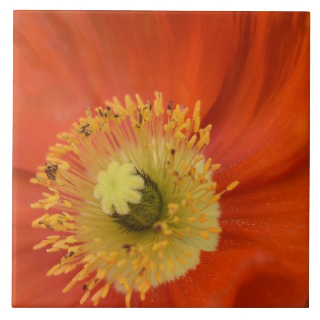 Golden Poppy - Vibrant Botanical Close-Up Tile (Front)