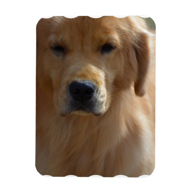 Golden Pup Magnet (Vertical)