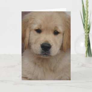 Golden Puppy Greeting Card