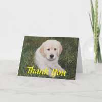 Golden Puppy Thank You Card