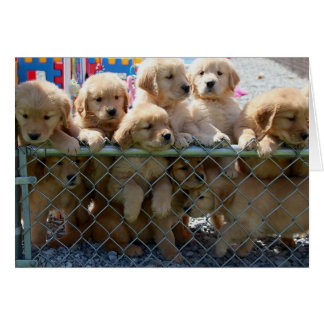 Golden Pups