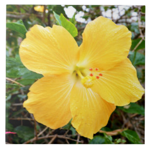 "Golden Radiance: Yellow Hibiscus Flower on a Tree Tile