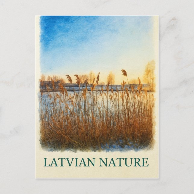 Golden Reeds at Dusk – Latvian Nature Postcard (Front)