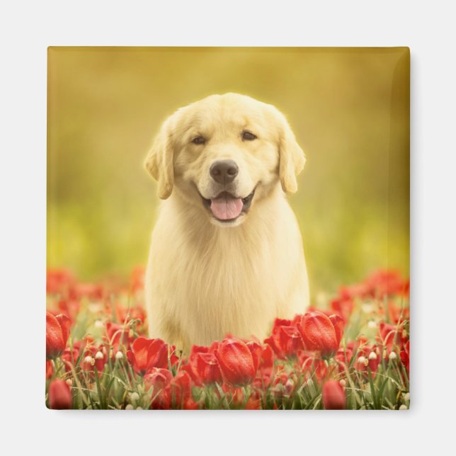 Golden Retirever in Red Flowers Magnet (Front)