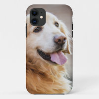 Golden retiver, Dog, Happy dog