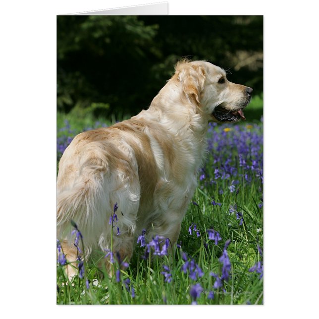 Golden Retreiver in Flowers (Front)